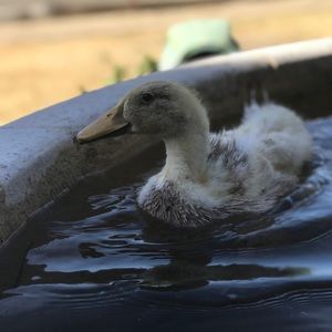 Meet your Posher, Oscar